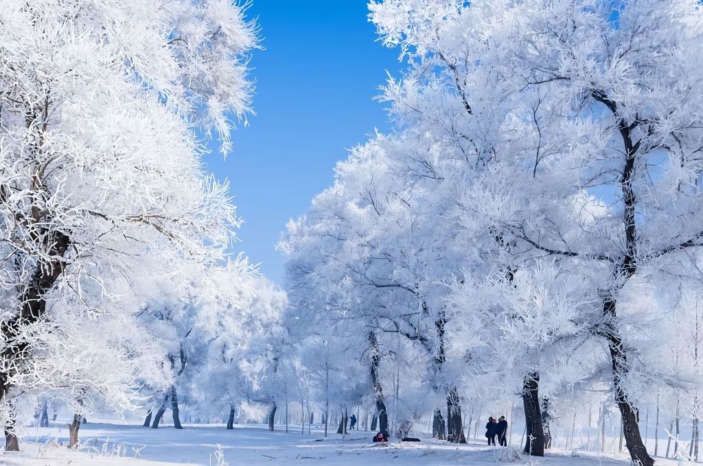 Winter landscape