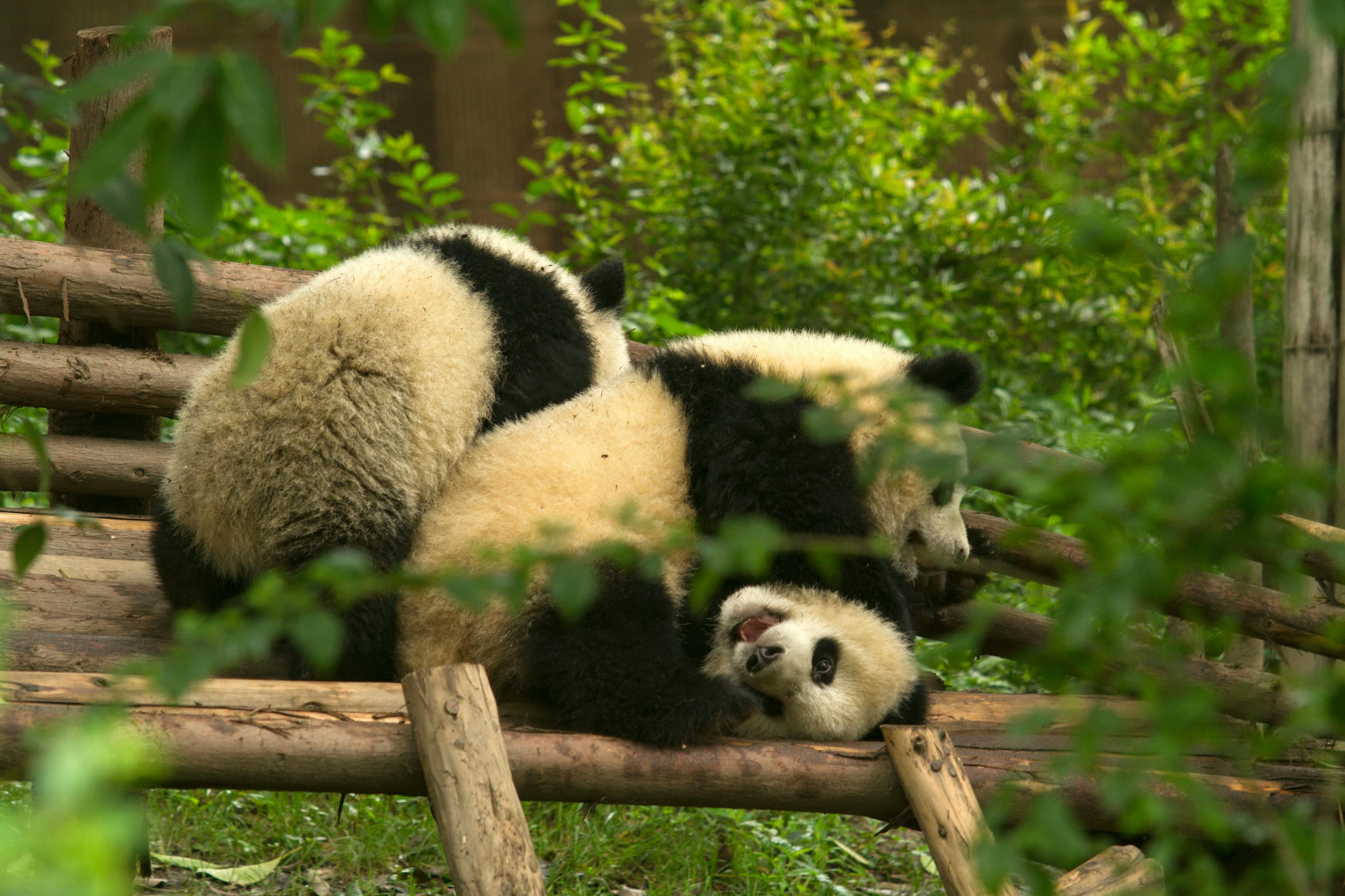See baby pandas and stroll through Kuanzhai Alley